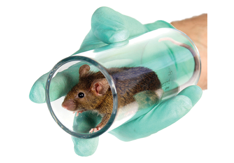 Improving Research with Refined Mouse Handling Techniques | Datesand